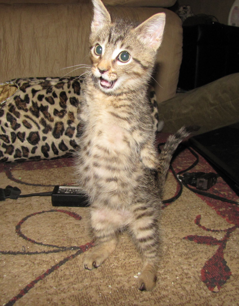 Illustration for article titled Mercury the two-legged cat does the world's cutest T. rex impressions